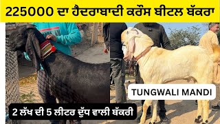 2 ਲੱਖ ਦੀ ਬੱਕਰੀ ਤੇ ਲੱਖ ਤੋਂ ਵੱਧ ਦਾ ਬੱਕਰਾ ll TUNGWALI MANDI ll #farming #iltilanatv