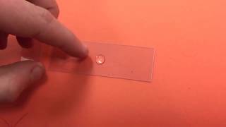 Making a wet mount microscope slide with hair.