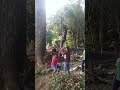 Handal juga orang ganu panjat pokok binjai😁