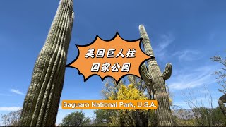 Saguaro National Park美国巨人柱国家公园