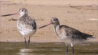 Bar-tailed godwits displaying rhynchokinesis, or upper bill mobility