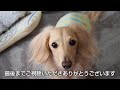 おしゃべりが可愛すぎて、いつもの２倍おやつが貰えると知ってる犬ww【カニンヘンダックスのんの】