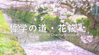 【京都 桜の名所】哲学の道・花筏 : Philosopher's Path and Cherry Blossom（Kyoto, Japan）