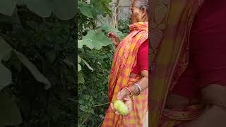 #harvest #harvesting #brinjalharvest #shortvideo 😘😘😘