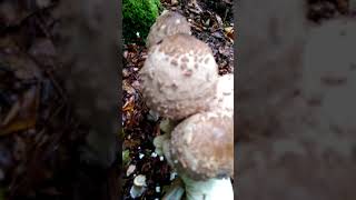 สวัสดีจ้าเก็บเห็ดร่มจ้า,Parasol Riesenschirmling,Macrolepiota procera