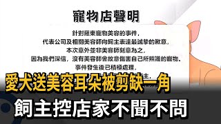 愛犬送美容耳朵被剪缺一角 飼主控店家不聞不問－民視新聞