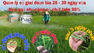 Giai đoạn lúa 25-30 ngày có nên quản lý cỏ dại không nếu phun thuốc cỏ có hiệu quả không.