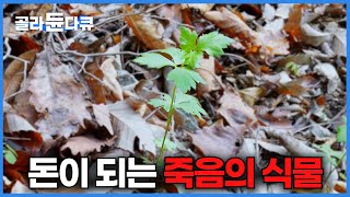 사약으로 쓰이던 재료, 맹독을 가진 독초를 찾는 약초꾼들의 이유 있는 산행｜극한직업｜#골라듄다큐