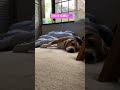 とにかく眠いビーグル犬 beagle いぬ いぬすたぐらむ