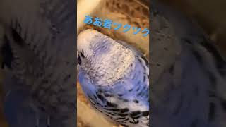 【集合体恐怖症の人閲覧注意】ツクツクあお君 #shorts #鳥 #インコ #セキセイインコ #bird #parakeet #budgie