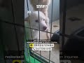 이 아이들의 가족이 되어주세요 adoptdontshop