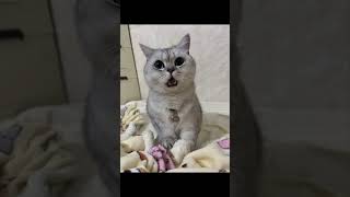 Angry Cat Meowing Sound Effects #cat