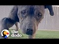 Woman Rescues Dog Living On A Mattress In The Woods | The Dodo