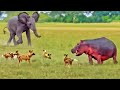 Elephants Save Hippo from Wild Dogs