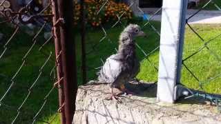 Small Pigeon (Mały Gołąb)