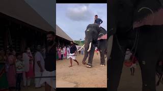 Uottoly Raman elephant Mass Entry 🔥🔥#trending #viral #youtubeshorts #shorts