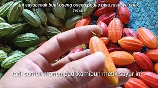 Masak lempang Sayur Ladang.Part.02//Parit pikat serindit Bermalam