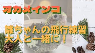 【オカメインコ 雛】飛行練習を大人たちに見守られながら🍀🍀🍀