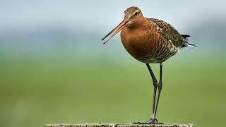 Black-tailed godwit (Limosa limosa) | Bird Sounds 🎤🦆