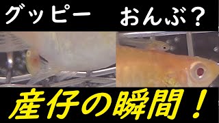 グッピーの飼育。出産をドアップで撮影！産仔の時はこんな感じに頑張るんです！産仔した母におんぶする子どももいるようですね