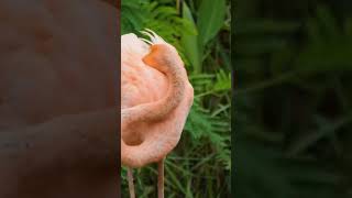 greater flamingo in india #shorts #video #youtubeshorts