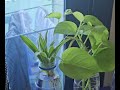 ഒരു പൈസ ചെലവില്ലാതെ indoor water plants pothos spiderplant moneyplant