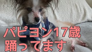 ノリノリ？17歳パピヨン🐶首を振るのが好き‼️ワナです😍