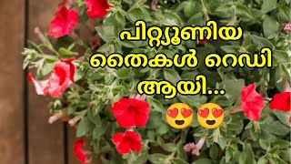 പെട്ടുനിയ തൈകൾ റെഡി ആയി!!|Petunia seeds and flowers got ready!|greensu |plant care