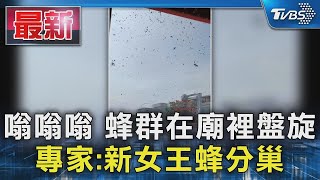 嗡嗡嗡 蜂群在廟裡盤旋 專家 新女王蜂分巢｜TVBS新聞