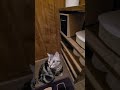 猫と暮らす家 アメショー ラッテ 猫 shorts トイレまでついてくる猫 猫動画