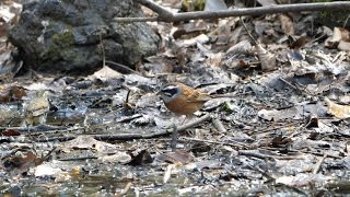 河口湖フィールドセンターのホオジロ（雄）の水浴び　その６（4K60P動画）