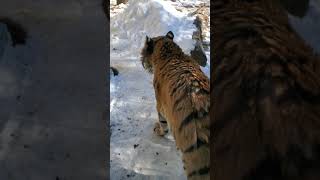 釧路市動物園　アムールトラ ココア