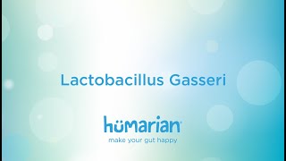 Lactobacillus Gasseri