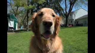 A Tribute to Cody