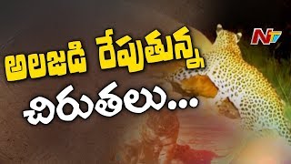 తెలంగాణ, మహారాష్ట్ర సరిహద్దుల్లో అలజడి రేపుతోన్న చిరుతలు || సిర్పూర్ లో ఓ ఎద్దును చంపేసిన చిరుతలు