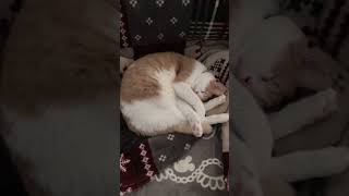 【猫動画】家の中にダンゴムシいたww #shorts #猫 #cat #ねこのいる生活