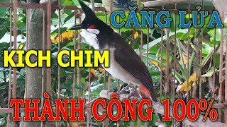 Luyện cho chào mào bổi hót | luyện giọng chào mào hót sáng kích bổi hót đấu căng lửa. chao mao hot