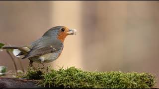 ખૂબ સુંદર પક્ષી અને પક્ષીનો અવાજ beautiful birds and birds sounds/nature's beauty