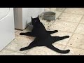 Animals, funniest and most amusing creatures on Earth - Super funny animal compilation