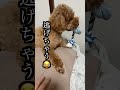 でも何となくなんて思っているかわかる 犬 トイプー トイプードル いぬ いぬのいる生活 犬のいる暮らし 可愛い