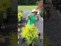 Sunshine Ligustrum! A beautiful evergreen that will give you loads of color!#landscaping #plants