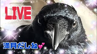 【LIVE】あの家のことなど色々ご報告…カラス、鳩たちと生配信2024/1/26KUPPI the Crow