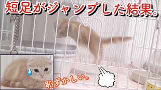 トイレに飛び込む子猫が可愛すぎる。【短足マンチカン】cat