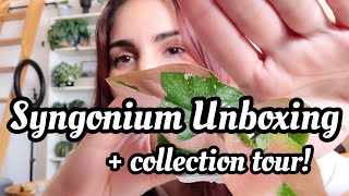 Unboxing Rare Syngonium!! I'm surprised I bought this + tour my *small* Syngonium collection 💕