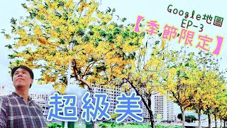 阿勃勒黃金雨季節限定搶先欣賞-台中葳格高中-Cassia fistula-EP3【Google地圖台灣旅遊趣】