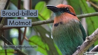 Broad-billed Motmot (Electron platyrhynchum)