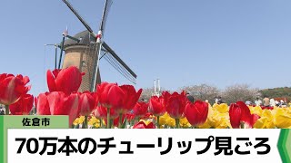 70万本のチューリップ見ごろ／千葉県・佐倉ふるさと広場（2024.04.14放送）