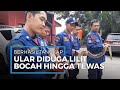 Petugas Damkar Tangsel Tangkap Ular yang Diduga Melilit Bocah hingga Tewas di Kali Rawa Buntu