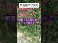 草彅剛さんの守備力 占い つよぽん