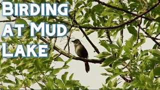 Birdwatching at Mud Lake - Birds In Your Backyard